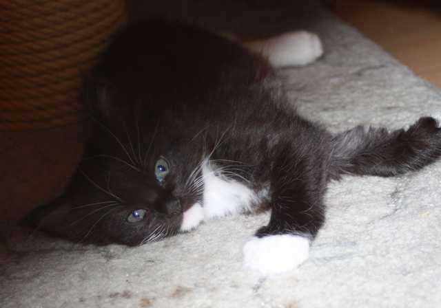Maine Coon Baby in seltener Farbe sucht neuen Schmuseplatz